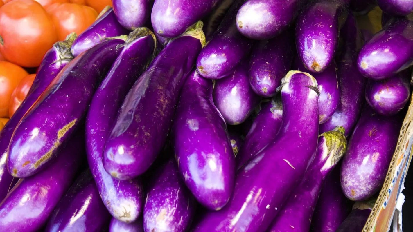 Chinese Eggplant (茄子)